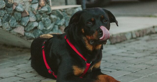 Cane si smarrisce e “diventa” carabiniere, ecco l’esilarante storia di un Rottweiler