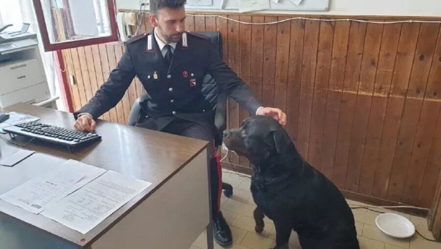 cucciolo rottweiler centrale