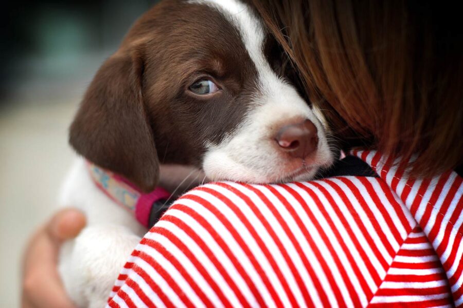 cane abbracciato dalla padrona