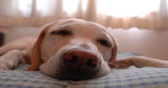 Il cucciolo di cane è stanchissimo ma fa di tutto per non addormentarsi (VIDEO)