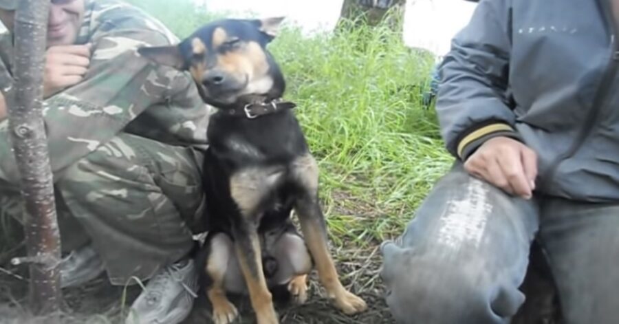 cane stanchissimo non vuole dormire