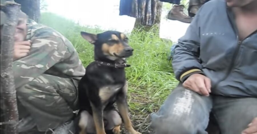 cane cerca invano di non dormire