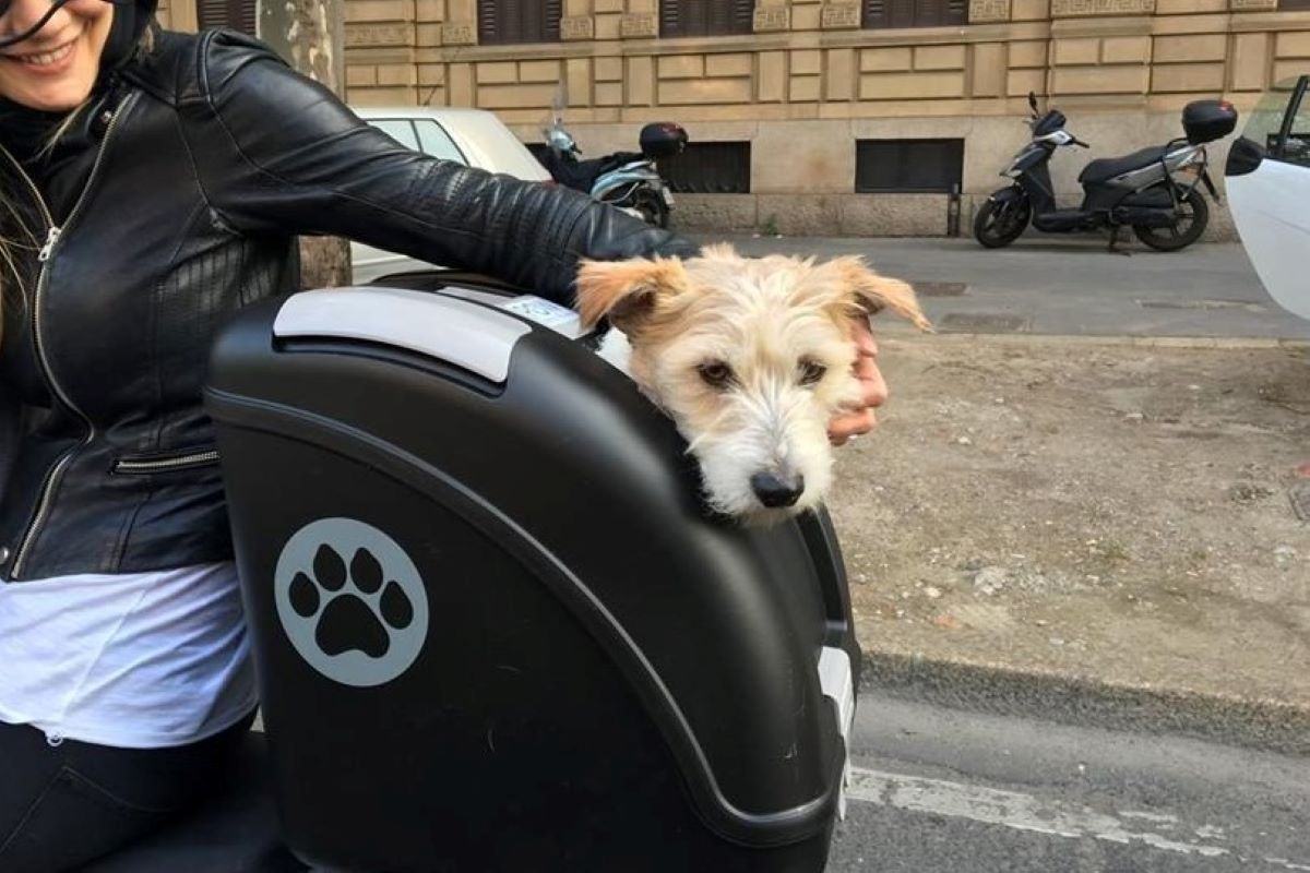 cucciolo di cane sul bauletto della moto