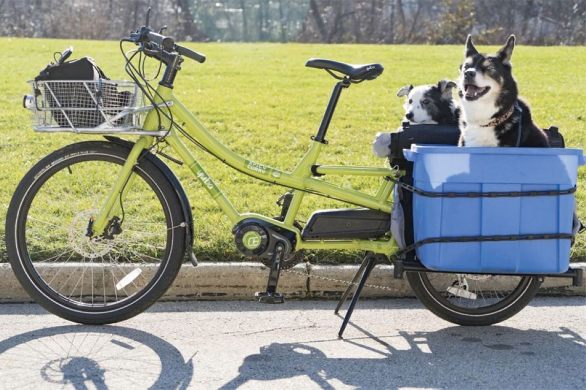 cani sulla bicicletta