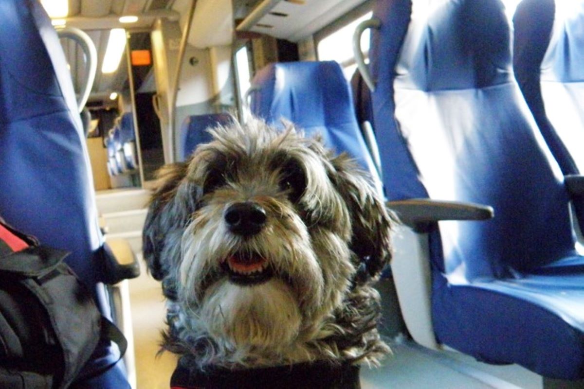 cane sul treno