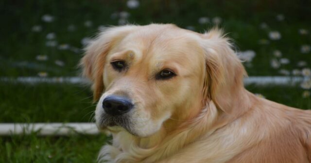 Martin, un cucciolo di Golden Retriever, toglie il microfono a una giornalista durante una trasmissione dal vivo (VIDEO)