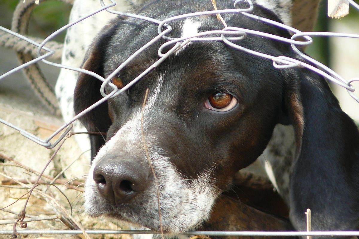 cane con la testa sotto ad una rete