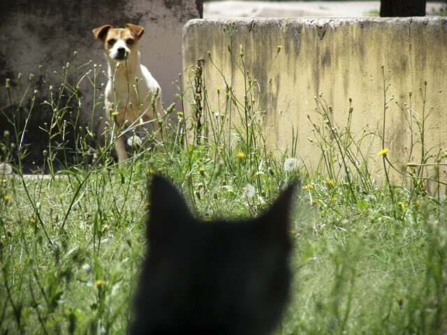 Perché il cane trema se vede altri animali?