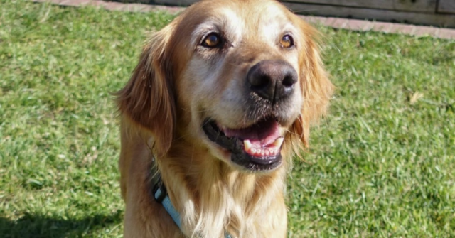 Fred, un cucciolo di Golden Retriever ha la tosse e usa un aerosol (VIDEO)
