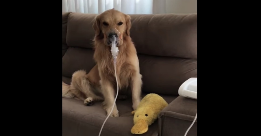 Cane sul divano con aerosol