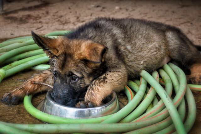 Perché il cane vuole mangiare in disparte