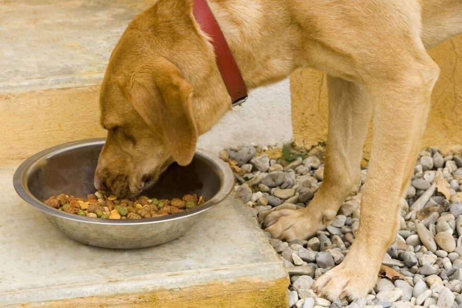 cane mangia crocchette