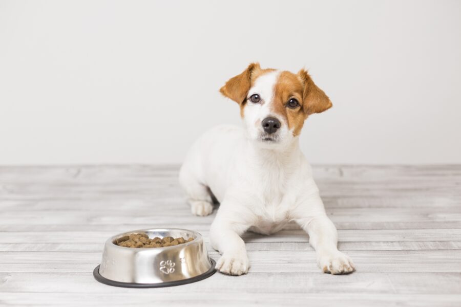 cucciolo di cane accanto alla cuccia