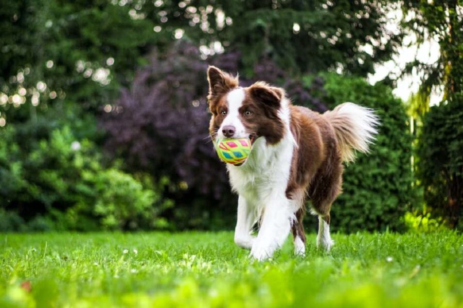 cane con pallina in bocca