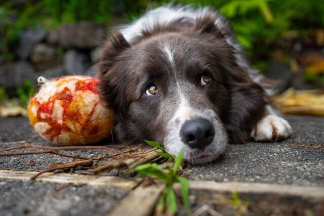 I cani collezionano i loro oggetti?