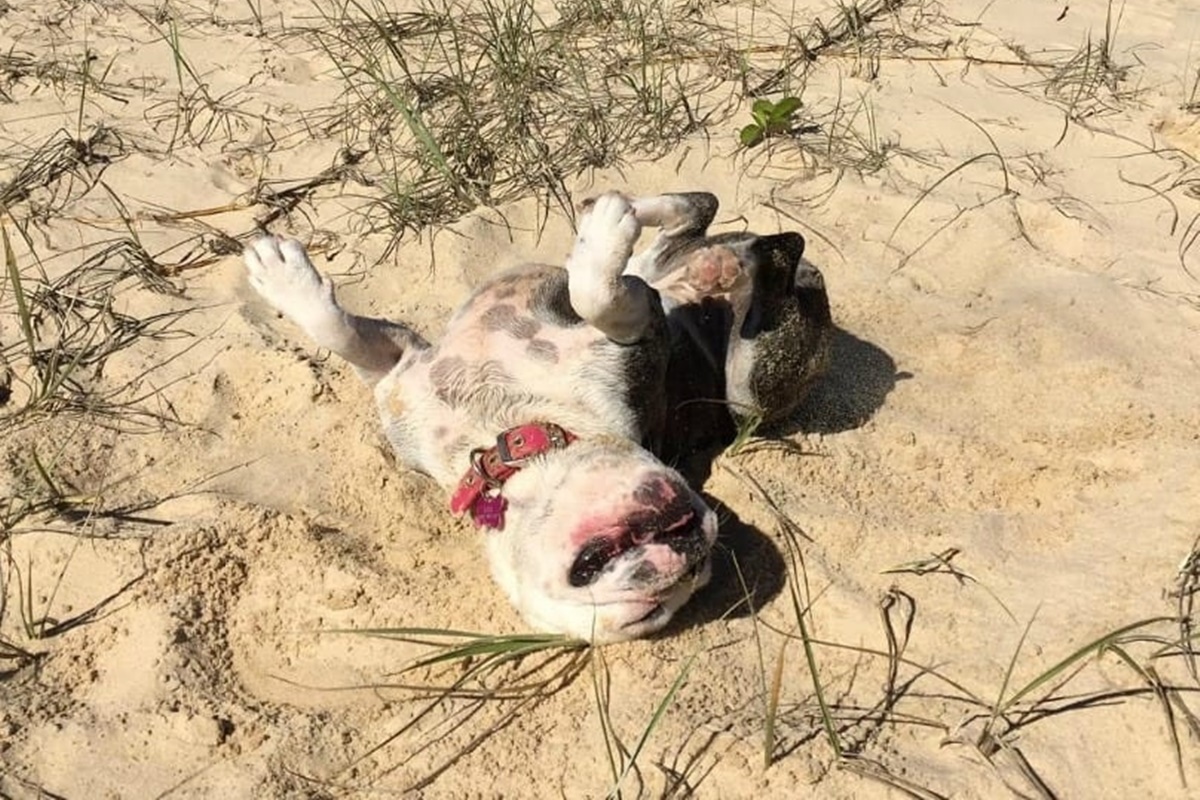 cani da spiaggia-cane sdraiato sulla spiaggia