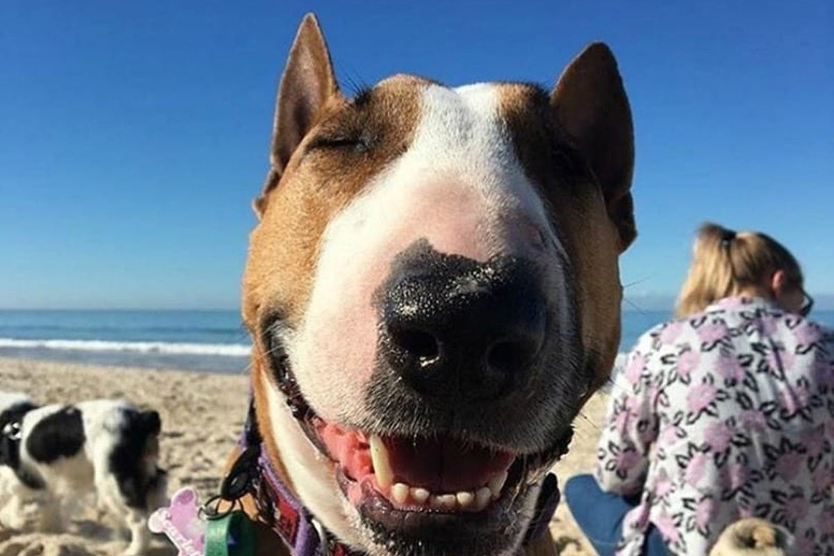 cane che sorride in spiaggia