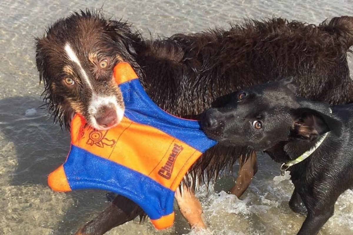 cani da spiaggia-cani che giocano tra di loro