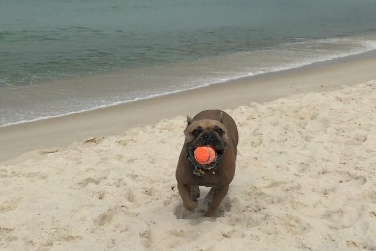 cani da spiaggia- cane che riporta pallina