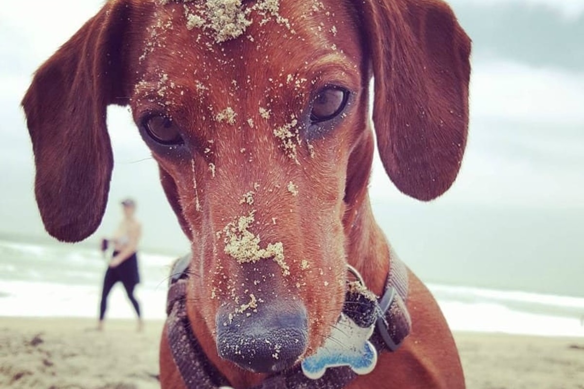 cani da spiaggia-cane sporco di sabbia