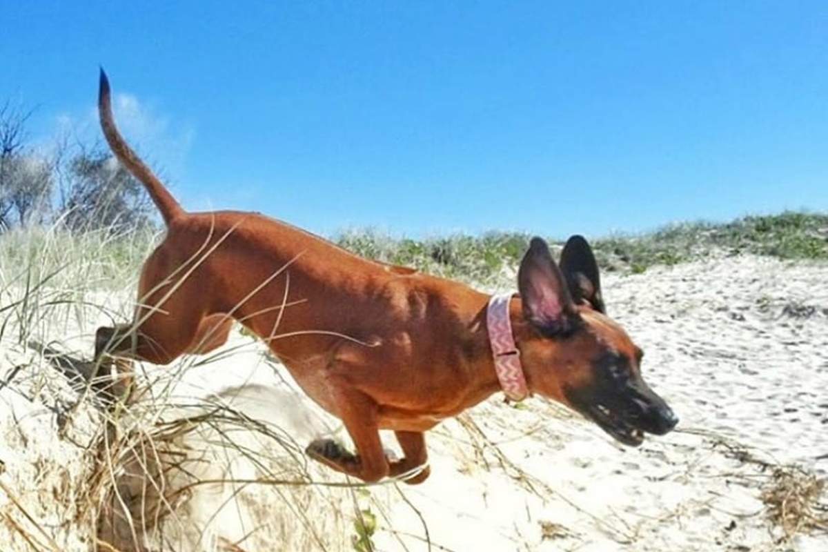 cane che corre in mare