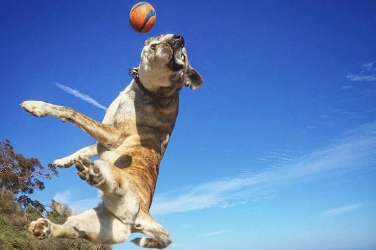 cane che salta su pallina