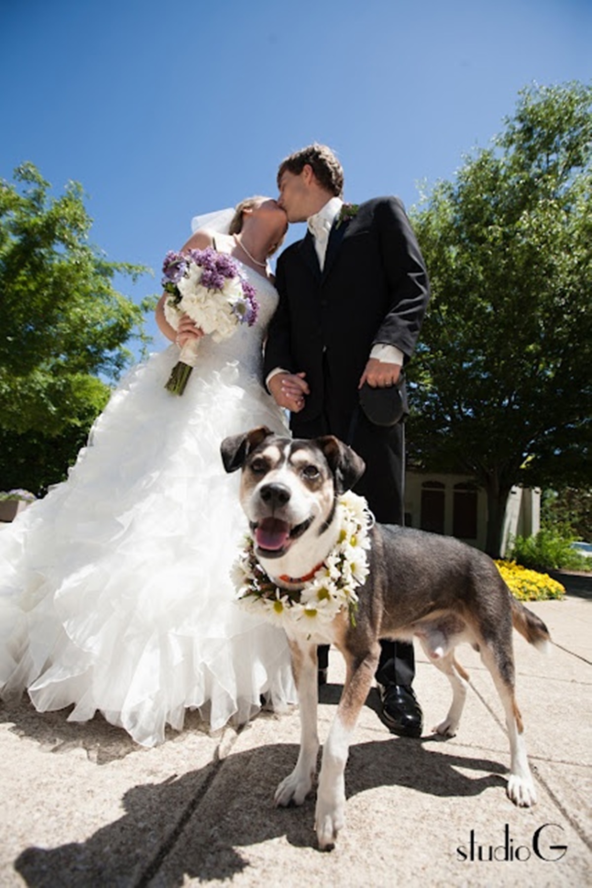 cani e matrimoni-cane che ride