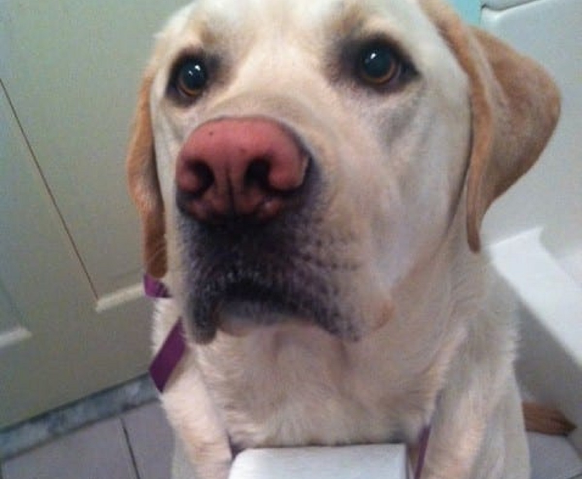 cani in bagno-assistenza carta igienica