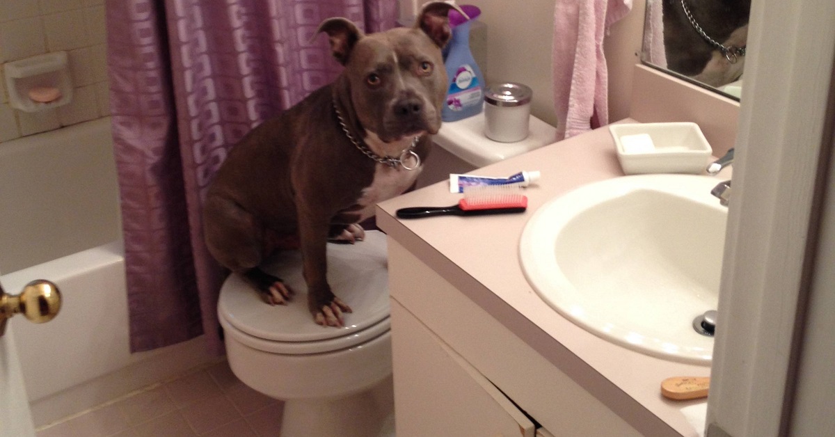 cani in bagno-oggi niente bisogni