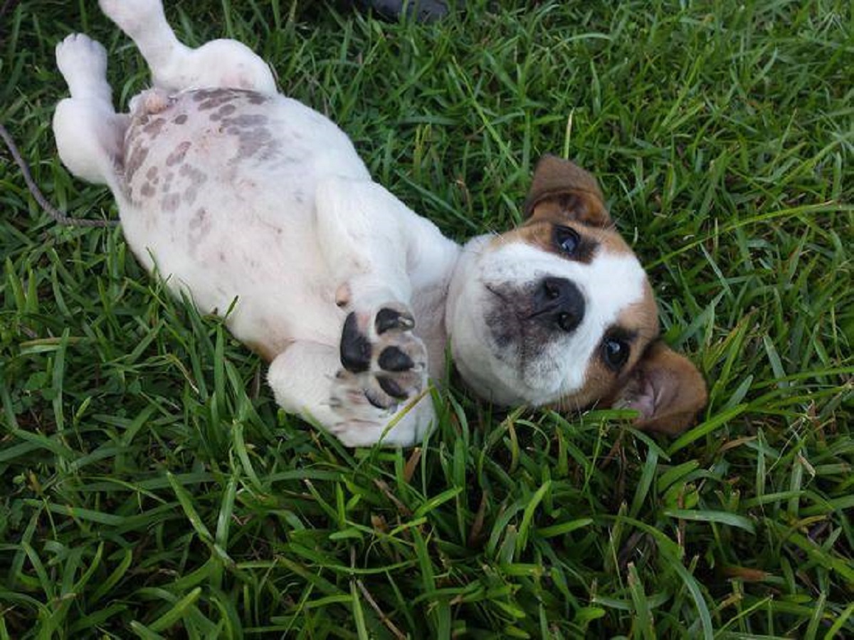 cani minuscoli-cane nel prato