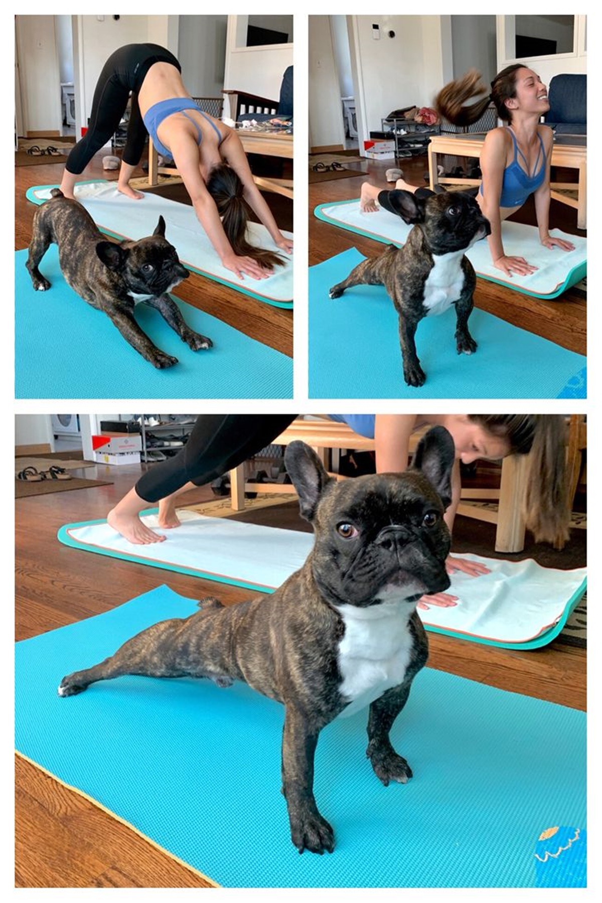 cane che fa yoga su un tappetino blu