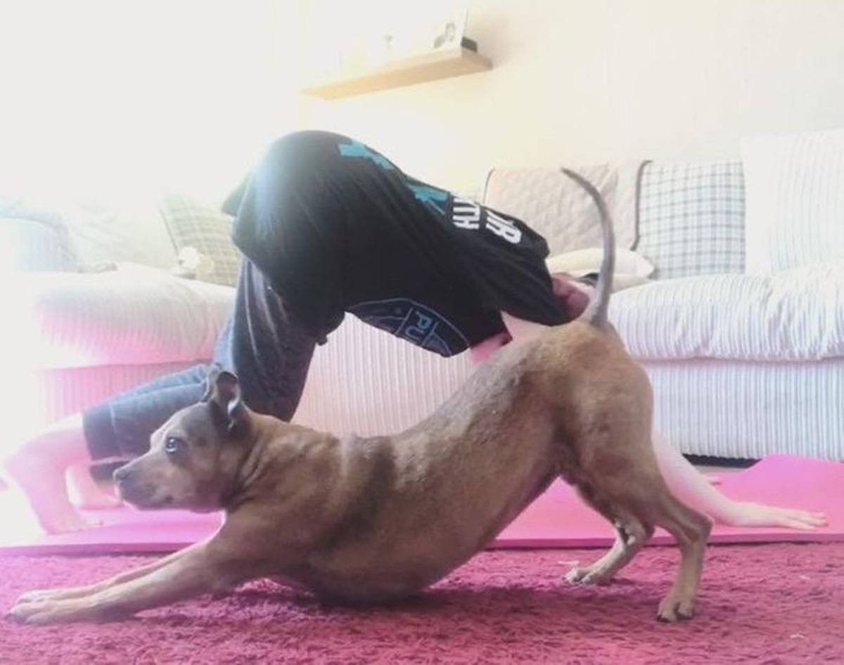 cane che fa yoga meglio del padrone