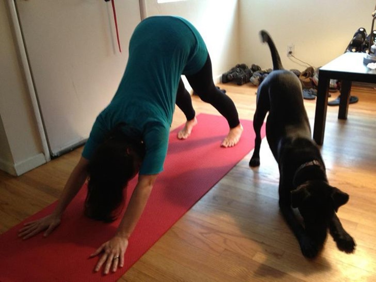 cane che fa yoga a specchio