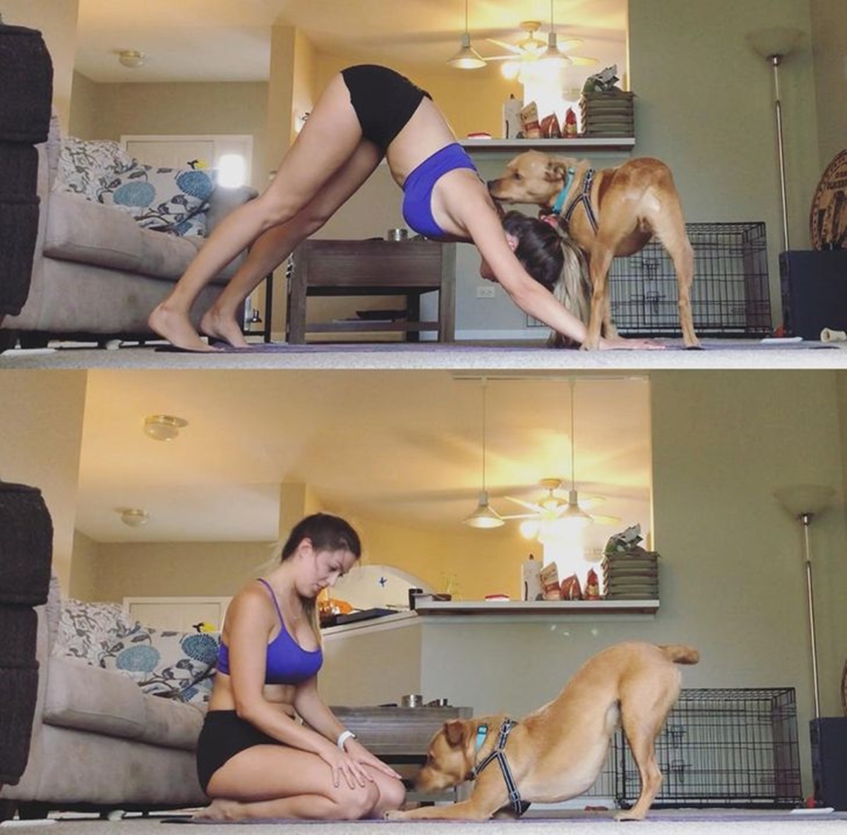 cane che aiuta con lo yoga