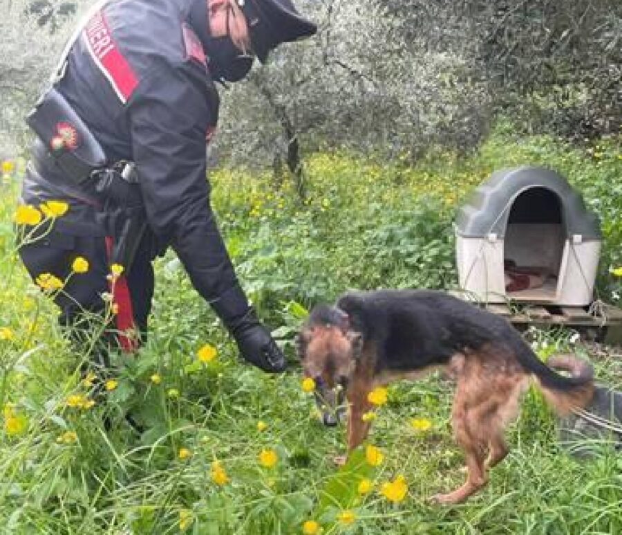 carrara cane athos abbandonato terreno