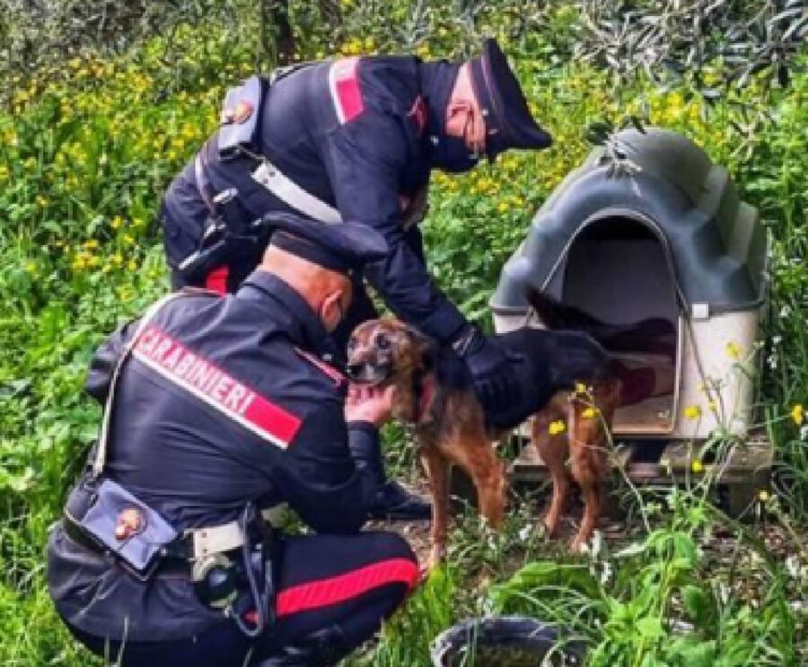 carrara cane athos carabinieri soccorso