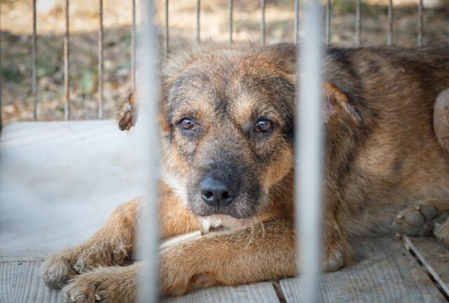 Carrara, cane legato ad un albero viene abbandonato, ex proprietario denunciato