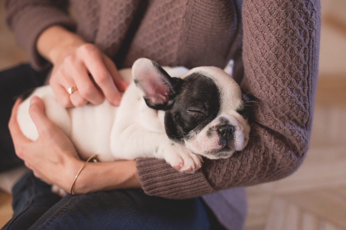 cucciolo di bulldog