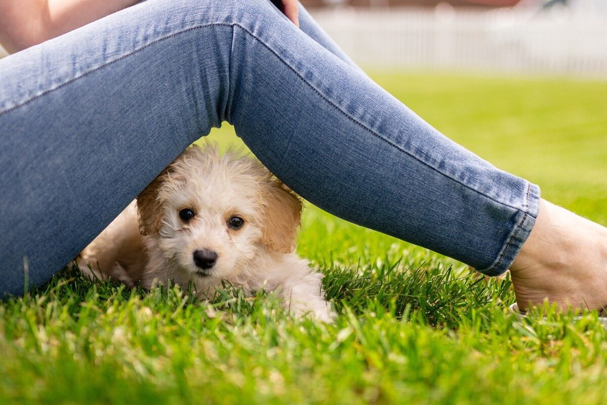 barboncino nascosto tra le gambe