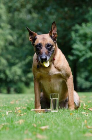 Come reagisce il cane al sapore aspro?