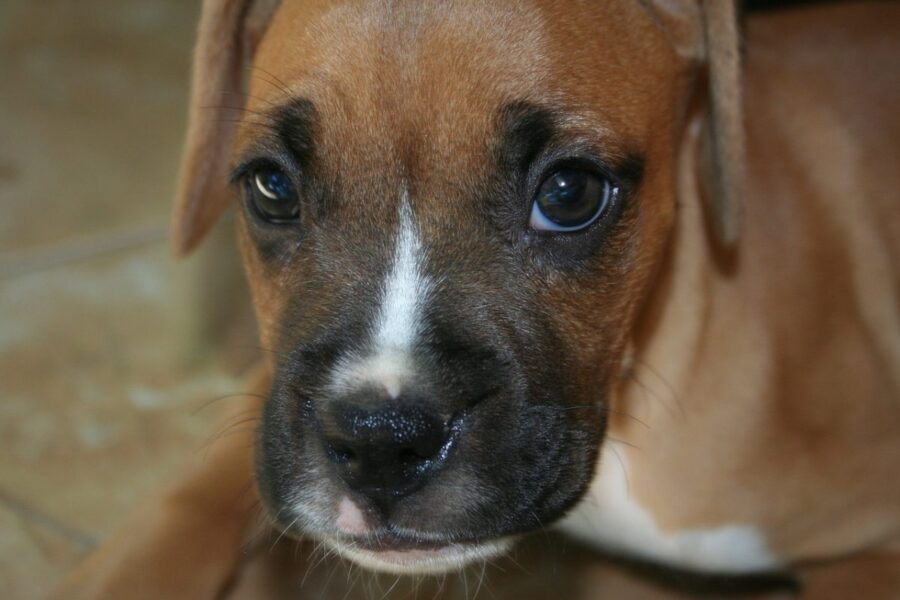 cucciolo di boxer