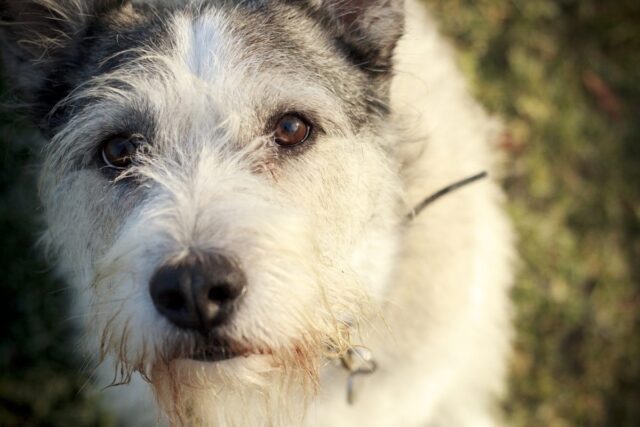 Come scegliere il nome perfetto per il tuo cane