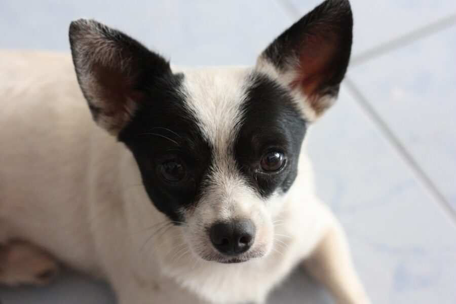 cucciolo bianco e nero