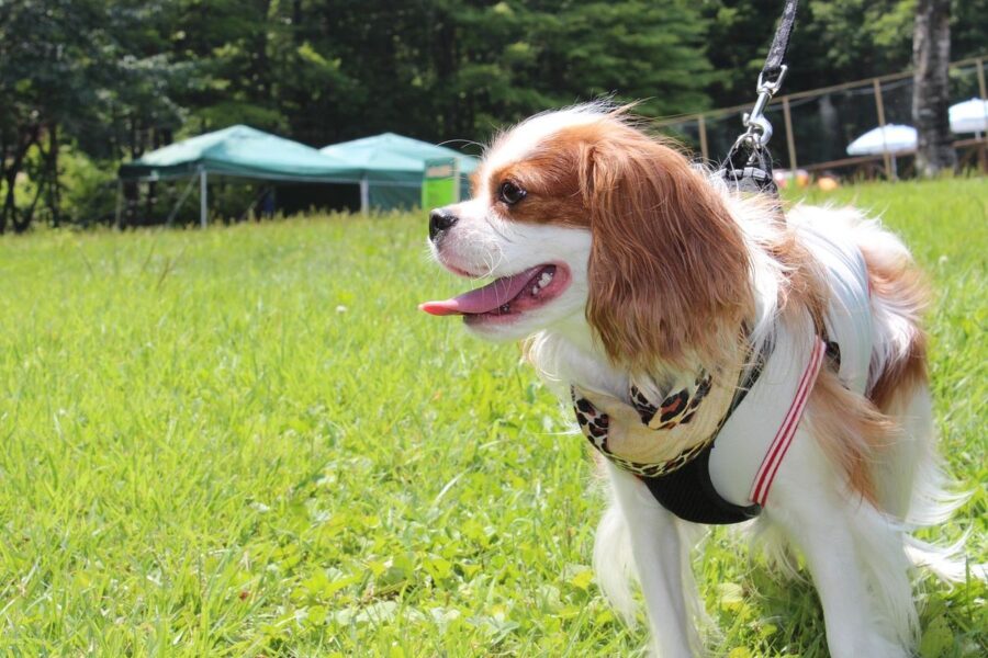 cane al guinzaglio