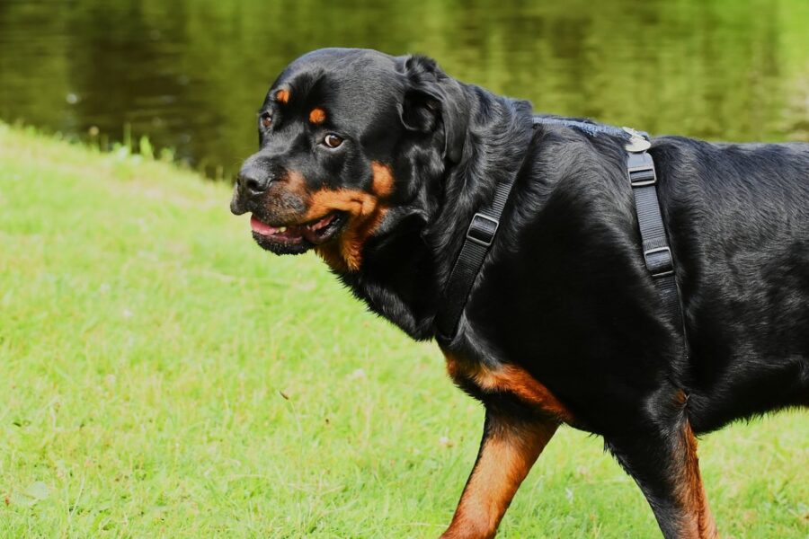 rottweiler al parco