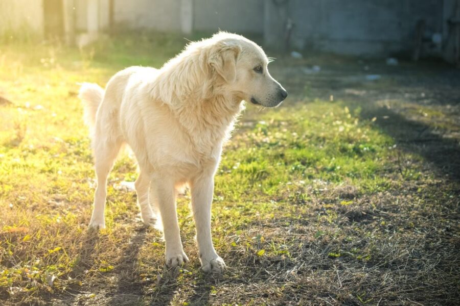 cane bianco randagio