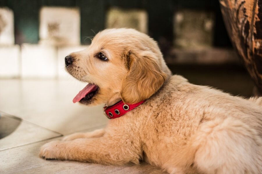 cucciolo di labrador