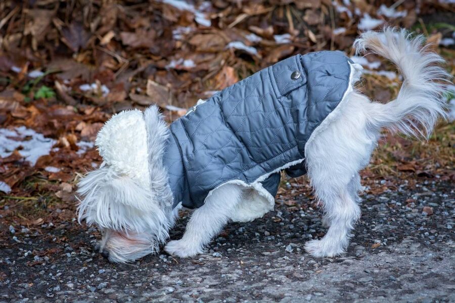 cagnolino bianco col cappotto