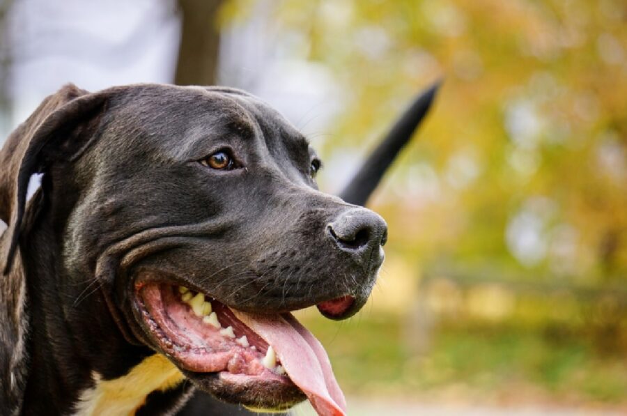 lady cucciola pitbull parco