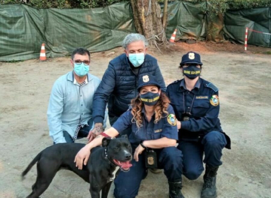 cagnolina pitbull guardie ecozoofile